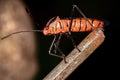 Leaf footed Bug Royalty Free Stock Photo