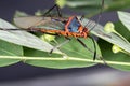 Leaf footed Bug Royalty Free Stock Photo