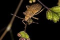 Leaf-footed Bug Nymph Royalty Free Stock Photo