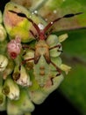 Leaf-footed Bug Nymph Royalty Free Stock Photo