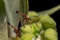 Leaf-footed Bug Nymph Royalty Free Stock Photo