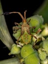 Leaf-footed Bug Nymph Royalty Free Stock Photo
