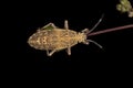 Leaf-footed Bug Nymph Royalty Free Stock Photo