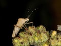 Leaf-footed Bug Royalty Free Stock Photo