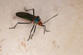 Leaf footed Bug Royalty Free Stock Photo