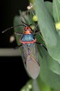 Leaf footed Bug Royalty Free Stock Photo
