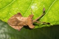 Leaf footed bugs, Dalader sp, Coreidae, Aarey milk colony Mumbai Royalty Free Stock Photo