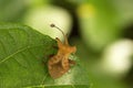 Leaf footed bugs, Dalader sp, Coreidae, Aarey milk colony Mumbai Royalty Free Stock Photo