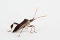 Leaf-footed insect close up Royalty Free Stock Photo