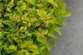 Leaf-footed stink bug sitting on a garden hedge. Coreidae sap-sucking insect Hemiptera Heteroptera true bugs Royalty Free Stock Photo