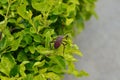 Leaf-footed stink bug sitting on a garden hedge. Coreidae sap-sucking insect Hemiptera Heteroptera true bugs Royalty Free Stock Photo