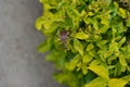 Leaf-footed stink bug sitting on a garden hedge. Coreidae sap-sucking insect Hemiptera Heteroptera true bugs Royalty Free Stock Photo