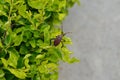 Leaf-footed stink bug sitting on a garden hedge. Coreidae sap-sucking insect Hemiptera Heteroptera true bugs. Royalty Free Stock Photo