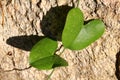 Two heart-shaped green leaf entwine aound yellow rock