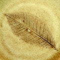 Leaf fossil in the stone. Royalty Free Stock Photo