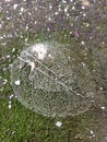 Leaf fossils found on green mossy ground