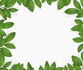 Leaf frame on transparent background