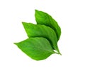 Leaf  fresh basil isolated on white background ,Green leaves pattern Royalty Free Stock Photo