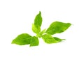 Leaf  fresh basil isolated on white background ,Green leaves pattern Royalty Free Stock Photo