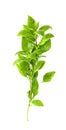 Leaf  fresh basil isolated on white background ,Green leaves pattern Royalty Free Stock Photo