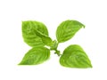 Leaf  fresh basil isolated on white background ,Green leaves pattern Royalty Free Stock Photo