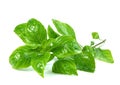 Leaf  fresh basil isolated on white background ,Green leaves pattern Royalty Free Stock Photo