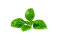 Leaf  fresh basil isolated on white background ,Green leaves pattern Royalty Free Stock Photo