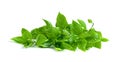 Leaf  fresh basil isolated on white background ,Green leaves pattern Royalty Free Stock Photo