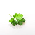 A leaf of fresh parsley isolated on a white background Royalty Free Stock Photo