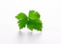 A leaf of fresh parsley isolated on a white background Royalty Free Stock Photo