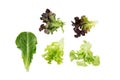 Leaf fresh green oak and red oak and green cos romaine lettuce vegetable for salad with nutrient for health isolated Royalty Free Stock Photo