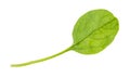 leaf of fresh green spinach herb cutout on white