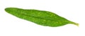 Leaf of fresh hyssop hyssopus grass cutout