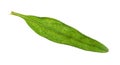 Leaf of fresh hyssop hyssopus herb cutout