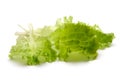 Leaf fresh lettuce