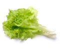 Leaf fresh lettuce on white