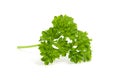 Leaf of fresh parsley Royalty Free Stock Photo