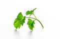 A leaf of fresh parsley isolated on a white background Royalty Free Stock Photo