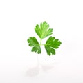 A leaf of fresh parsley isolated on a white background Royalty Free Stock Photo