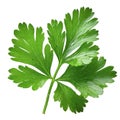 A leaf of fresh parsley isolated on a white background. Royalty Free Stock Photo