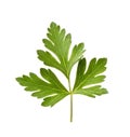 A leaf of fresh parsley on a white background. A branch of greens for cooking. Royalty Free Stock Photo