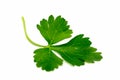 Leaf fresh parsley on white Royalty Free Stock Photo