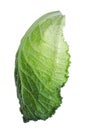 Leaf of fresh savoy cabbage isolated on white Royalty Free Stock Photo