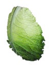 Leaf of fresh savoy cabbage isolated on white Royalty Free Stock Photo