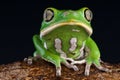 Leaf frog Royalty Free Stock Photo