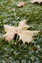 Leaf frost