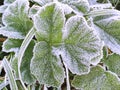 Leaf frost covered in cold autumn morning in macro view