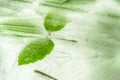 Leaf frozen in ice