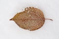 Leaf frozen on snow