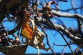 LEAF AND FRUIT REMNANT ON JAPANESE RAISIN TREE IN AUTUMN